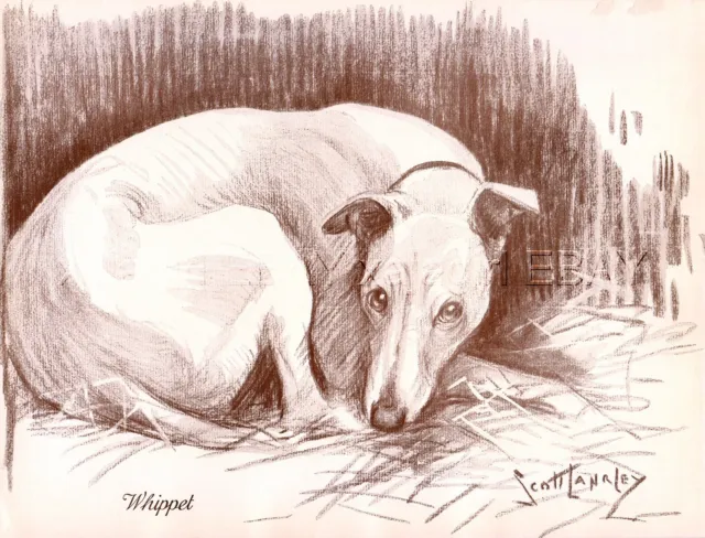 DOG Whippet Snap Hound, Beautiful 1930s Art Print by Nina Scott-Langley