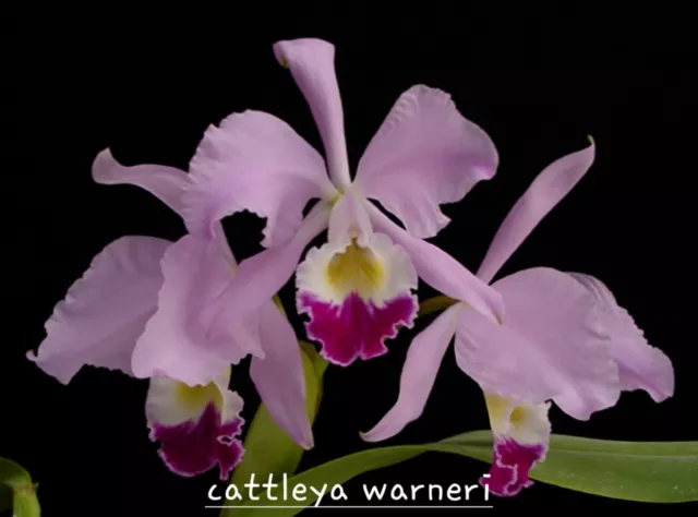 Orchid Species- Cattleya Warneri