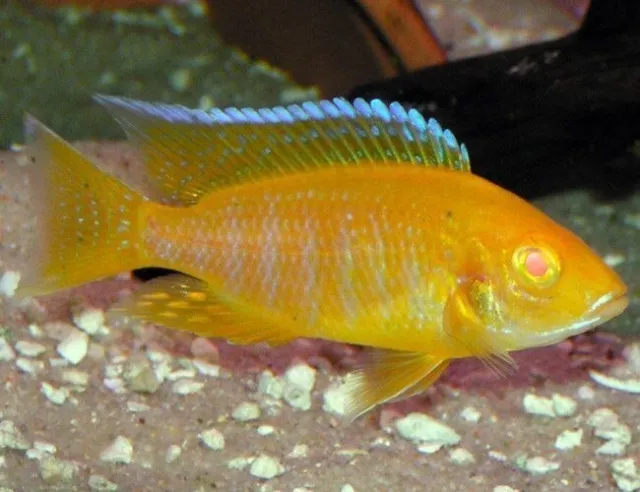 Albino Sunshine Peacock Cichlid (Aulonocara sp.) - Live Freshwater Fish