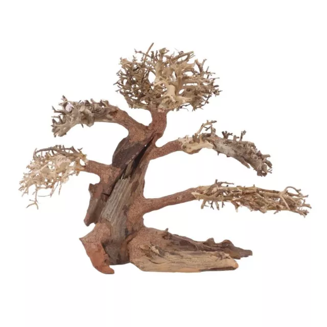 XL Bonsaï Arbre Nr.12068 Racine Bois Aquarium Déco Aquascaping Nature Oriental