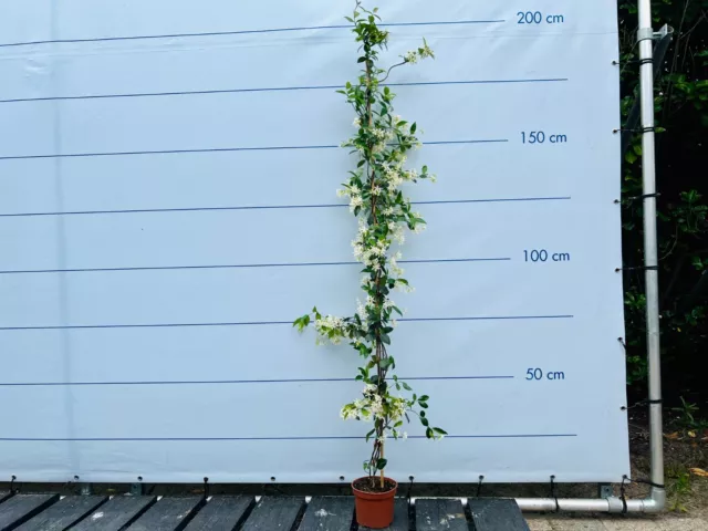 Toskanischen Jasmin - Trachelospermum Jasminoides - Kletterpflanze - 120 cm