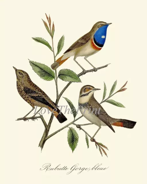 Vintage Bird Wall Art Prints Set of 2 Beautiful Antique Blue Birds Unframed 2