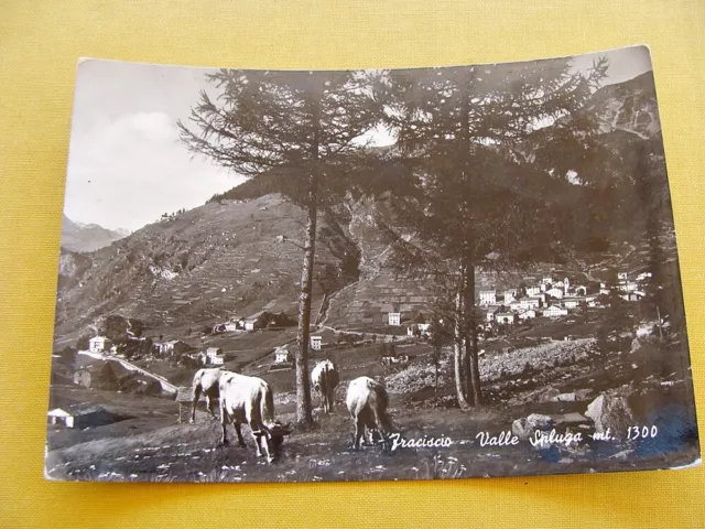 (FG.Q67) FRACISCIO di Campodolcino - PANORAMA, PASCOLO, VALLE SPLUGA (Pasina)