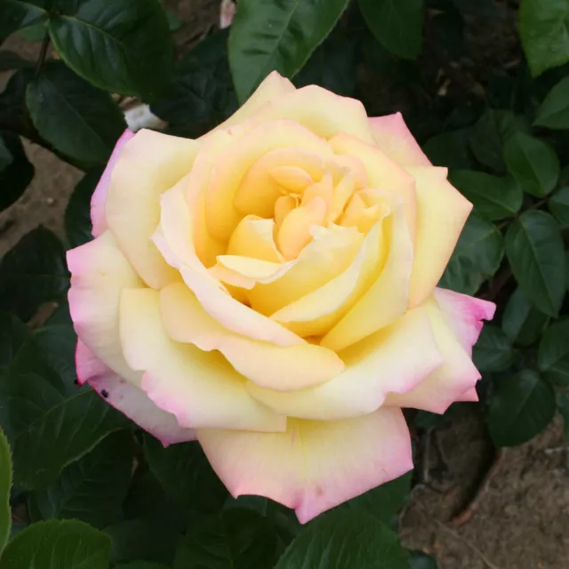 Harkness Roses, Rose Peace in a 3L or 4L Pot