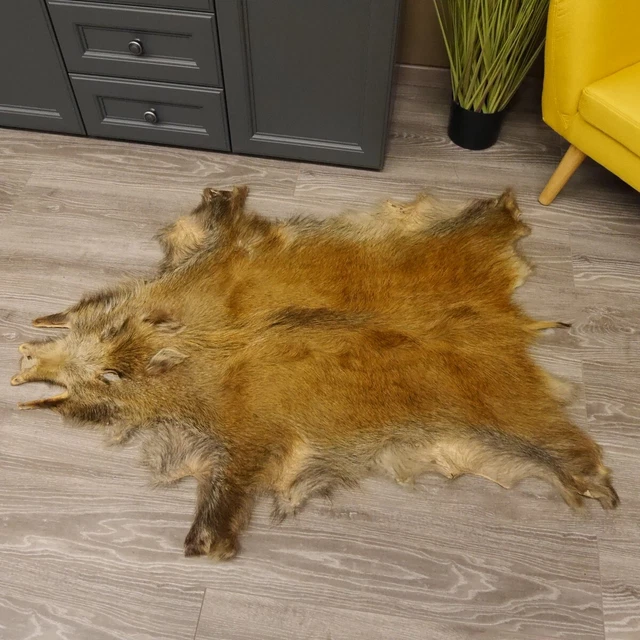 Jabalí Pequeño Piel Jabalí Sauschwarte Alfombra Longitud 120CM 87.6.36