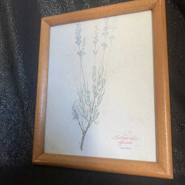 Altes Bild Lavendel Lavandula officinalis  Deko Gärtner Blumen Laden  Vintage