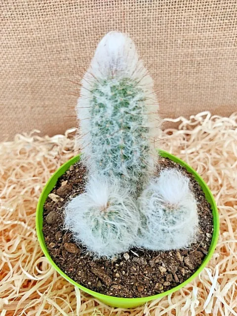 ESPOSTOA LANATA VASO Ø10 cm - Piante grasse vere - cactus - succulente EUR  4,99 - PicClick IT