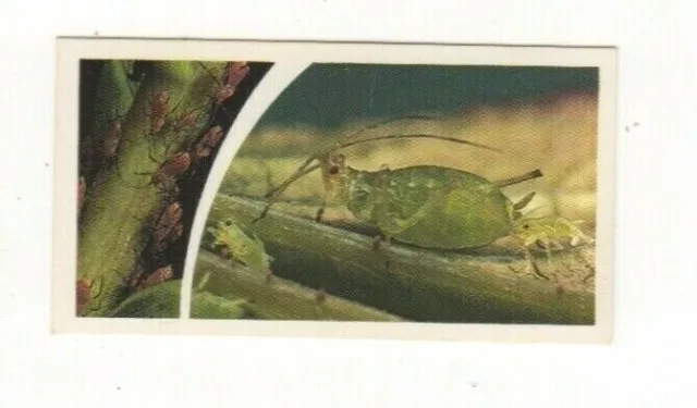 Brooke Bond Microscopic Images 1981 Aphids