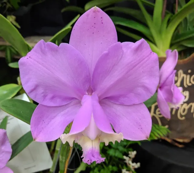 Cattleya loddigesii ('Izzy' HCC x 'Teteia') Pink White Orchid Species Tall 2” Pt