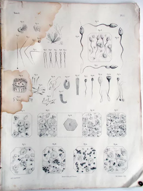 1844 incisione Litho Anatomia Anatomie Bourgery Paris-Embryogenie Embriologia -1