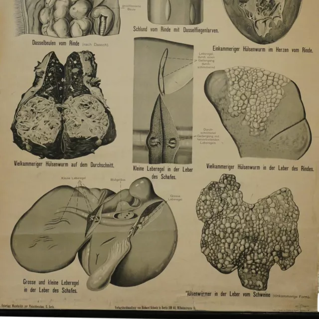 Rollbild Wandkarte Tier-Parasiten Hundebandwurm Dasselfliege Bremse Leberegel 3