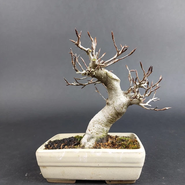 BONSAI - KERBBUCHE, Fagus Crenata, Japan EUR 1.249,00 - PicClick DE