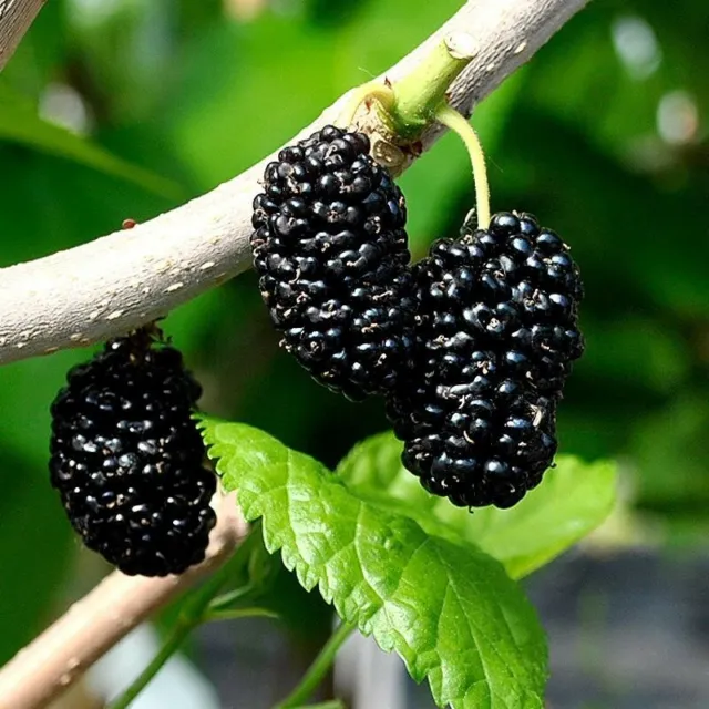 Red Mulberry 300 Natural Seeds - Morus Rubra - Not Dwarf NON-GMO HEIRLOOM