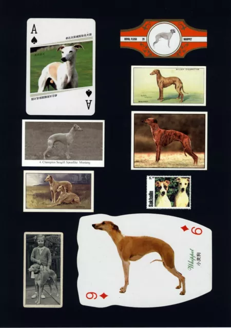 Whippet Ready Mounted Set Vintage Dog Collectable Cards Bands Stamps