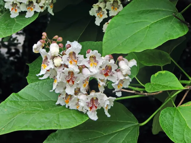 Trompetenbaum - Catalpa bignonioides - Cigartree 100+ Samen - Seeds W 035