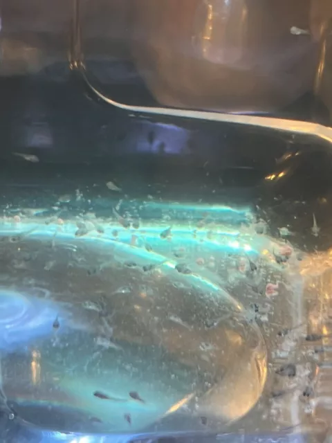 Baby Cichlid live fish For Sale 6