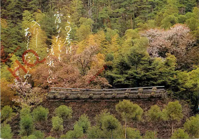 Picture Postcard; Sagano, Spring View