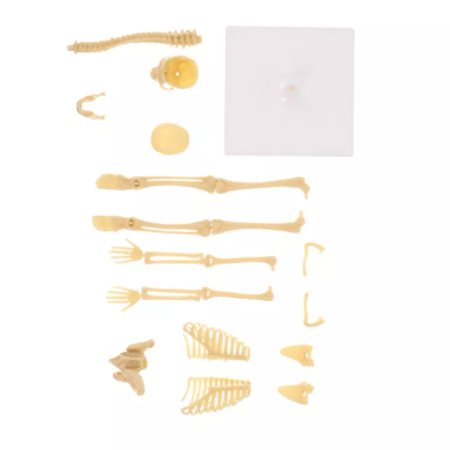 Detailed Human Anatomy Skeleton Model for Medical and Educational Use