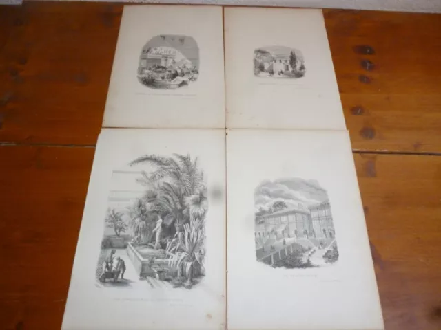 [GRAVURES sur bois XIXème]LOT de 4 GRAVURES sur le "JARDIN DES PLANTES" de PARIS