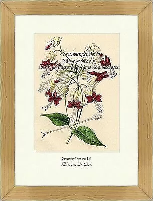 Thomsons Losbaum Clerodendron Thomsonae Lippenblütler Losstrauch Vilmorin A4 379