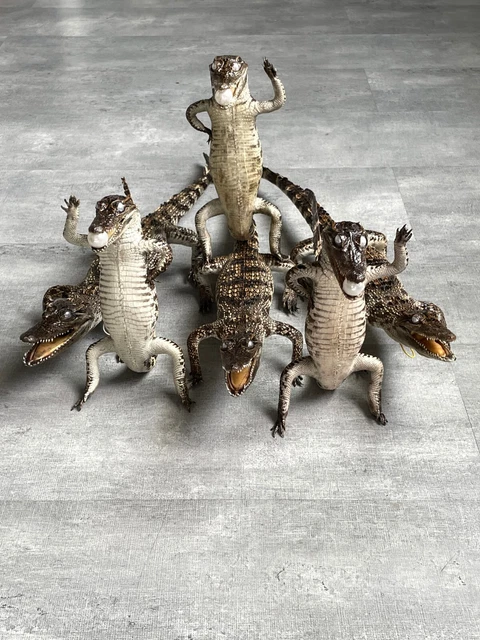 6 x Genuine Crocodile Alligator Real Stuffed Animal Taxidermy Freshwater 19"