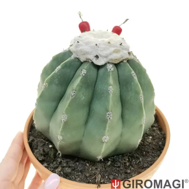 Melocactus maxonii f. inermis POTØ17cm - GIROMAGI Cactus & Succulents