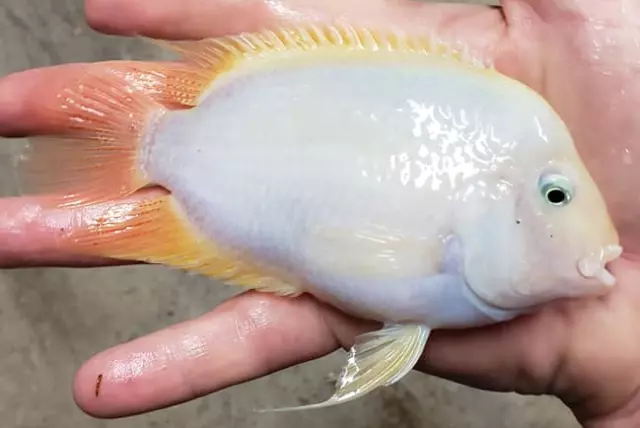 5 Platinum Honduran Red Point Cichlid juveniles (3/4"+) - USPS shipped