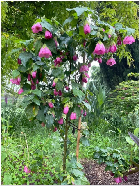 Abutilon Rose  ° 1 plant