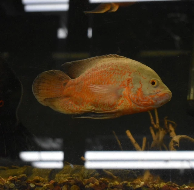 Live Albino Ruby Oscar Cichlid (6-7" Large Freshwater Aquarium Fish) 3
