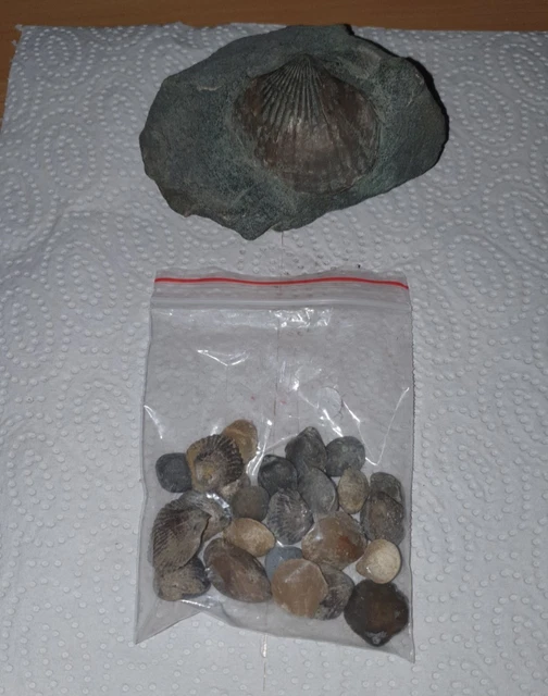 Rubble Collection Vol.1-20　CD20枚入り Muscheln & Schnecken, Mineralien & Fossilien, Sammeln