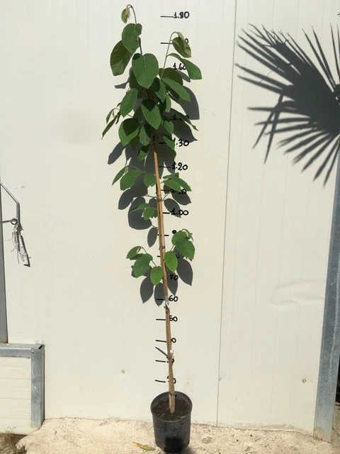 Pianta Di Annona Cherimola 'Fino De Jete' Autofertile Foto Reali H - Foto 2