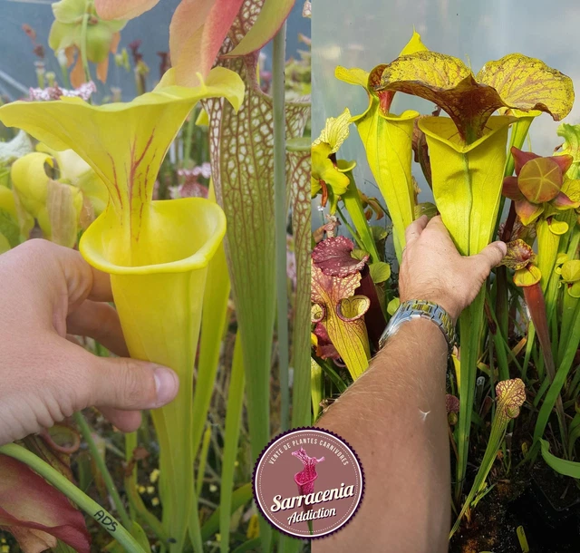 120) SARRACENIA SEEDS 20222023 / carnivorous plants rare EUR 20,00