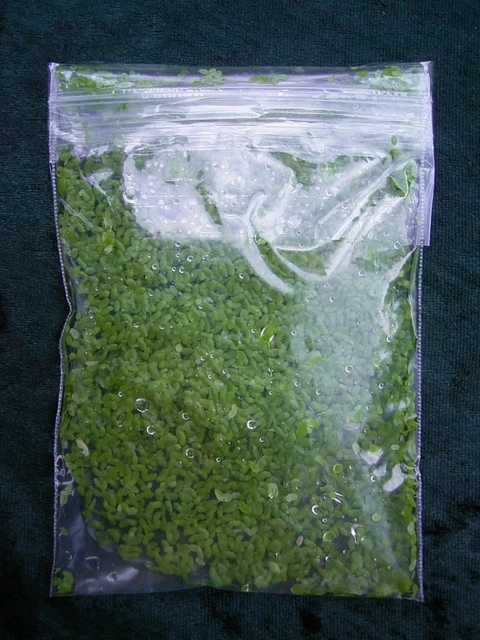 Wasserlinsen Lemna Minor 20/30/40 cm² / Algenkiller durch Nitratverzehr BIO