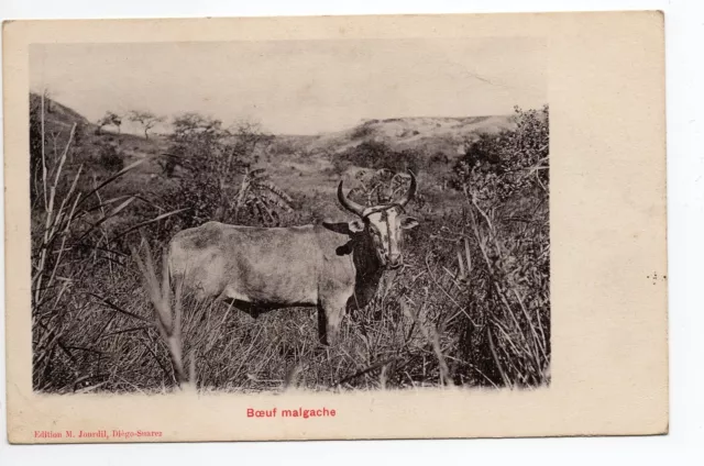 MADAGASCAR colonie française Un boeuf Malgache