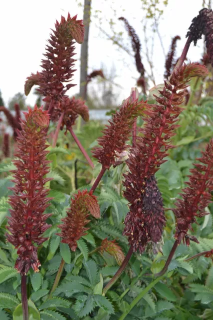 10 Semillas de Flor de Miel, Melero, Acanto Glauco (Melianthus Major) seeds