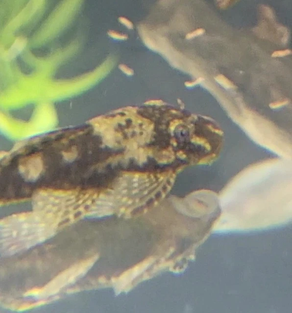 Tank Bred Green Dragon Bristlenose Pleco 1-1 1/2 2