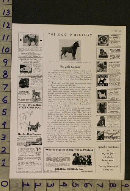 1933  Dog Canine Schipperke Arctic Eskimo Sport Breeder Photo Ad Ru34