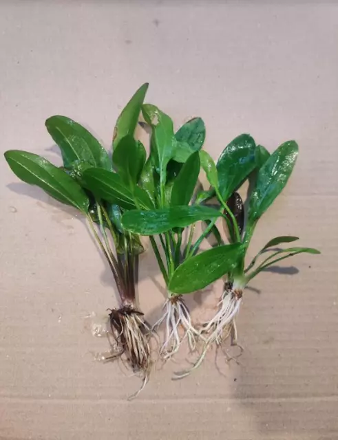 Lot de 3  Echinodorus mix 5/15 cm plante aquarium vert