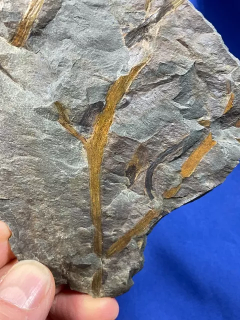 Devonian Zosterophyllum rhenanum, plant fossil, Urfarn, Rhine,  Fossilien, Devon