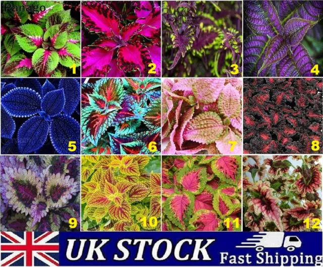 Coleus House Plant Seeds Rare Exotic Rainbow Mixed Colors Selection - UK