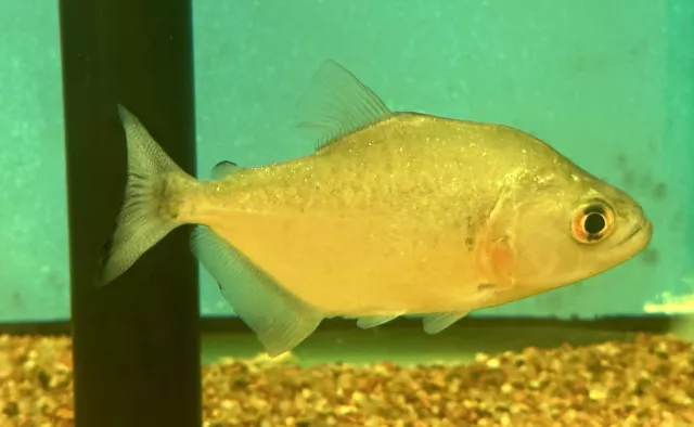 Xingu Black Rhom Piranha 3-3.5” -Live Freshwater Tropical Aquarium Fish