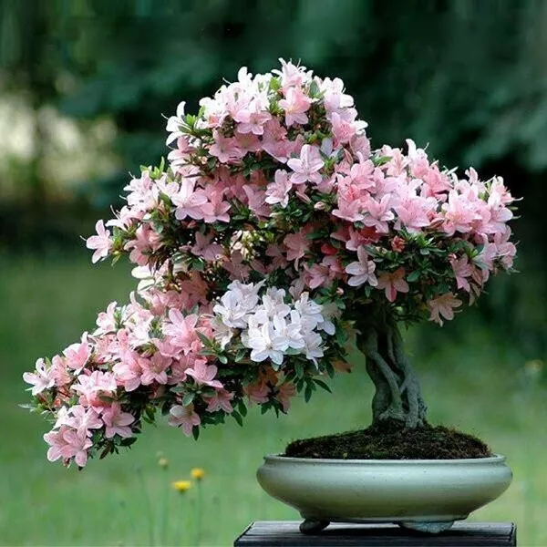 10 Cherry Blossom Bonsai Tree Seeds Sakura Fower, Beautiful Pink - UK Seller