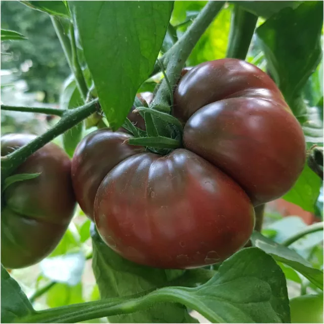 TOMATO Black Krim 15+ Seeds HEIRLOOM fruit EASY summer vegetable garden SMOKY