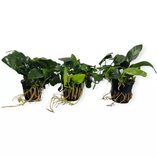 Anubias nana - Paket - 3 Töpfe - Zwergspeerblatt Aquarienpflanzen Paket