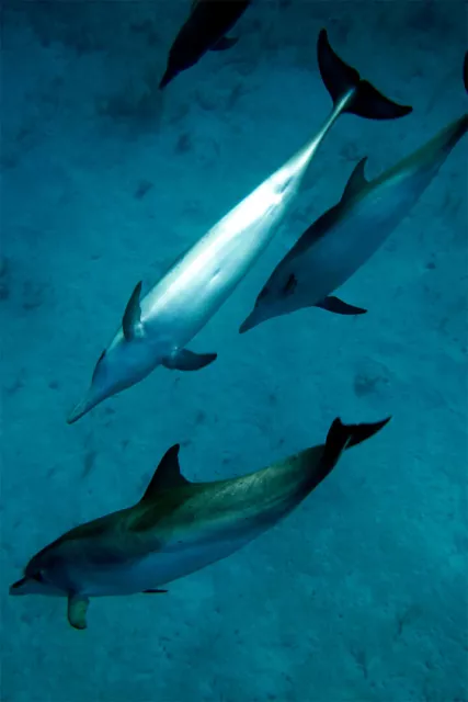 Animal Atlantic Dolphins Aquatic Mammals Painting Wall Home Decor - POSTER 20x30