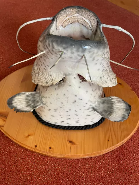 Wels Waller (120 cm Länge)  Kopf Präparat auf Schild Raubfisch Fisch