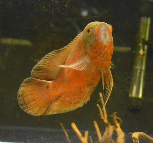 Live Albino Ruby Oscar Cichlid (6-7" Large Freshwater Aquarium Fish) 6
