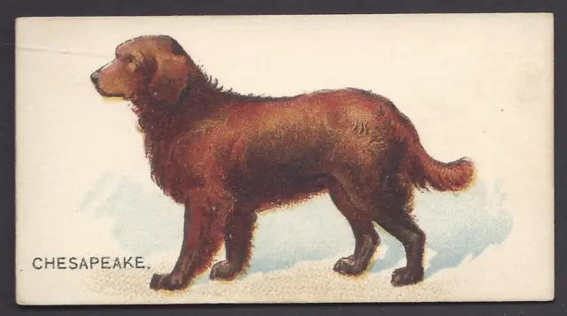 Goodwin - Dogs Of The World - Chesapeake