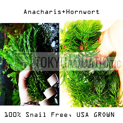 Hornwort Anacharis Bundle Freshwater Live Aquatic Plant Snail Free