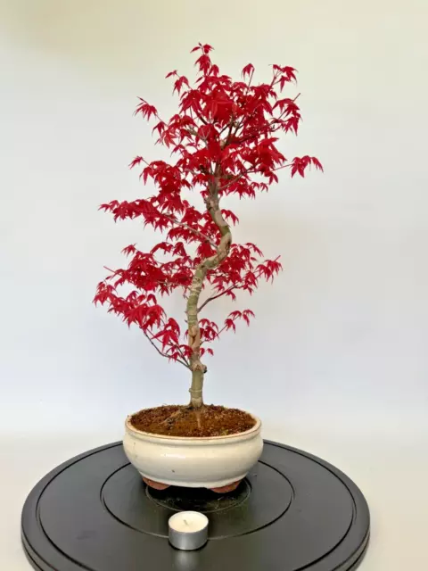 Bonsai Acer Palmatum Deshojo Ahorn Fächerahorn Nr. 4682 Laub abwerfend beliebt